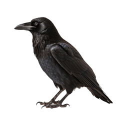 Side view of animal raven standing on a transparent background, Generative ai