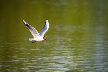 A Black Headed Gull in the wetlands