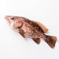Grouper fish isolated on white. Generative AI