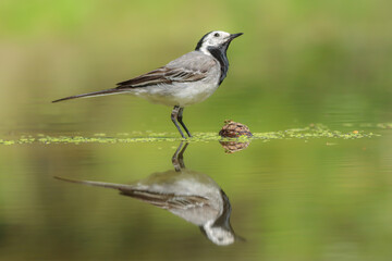 white wagtail