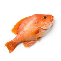 Fototapeta premium Orange Roughy fish isolated on white. Generative AI