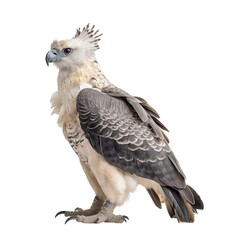 Obraz premium Side view of animal Harpy Eagle standing on a transparent background, Generative ai