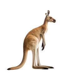 Side view of animal Kangaroo standing on a transparent background, Generative ai