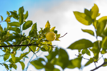 Low angle view of a fresh lemon and green leaves on lemon tree.
