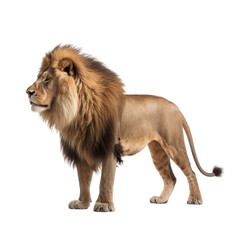 Fototapeta na wymiar Side view of animal Lion standing on a transparent background, Generative ai