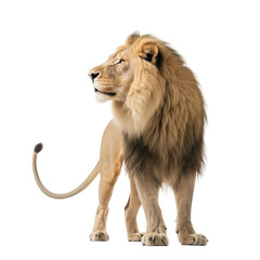 Naklejka premium Side view of animal Lion standing on a transparent background, Generative ai