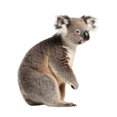 Side view of animal Koala standing on a transparent background, Generative ai