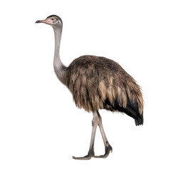 Side view of animal Ostrich standing on a transparent background, Generative ai