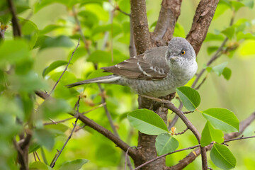 Jarzębatka, pokrzewka jarzębata, gajówka jarzębata (Curruca nisoria) © Grzegorz