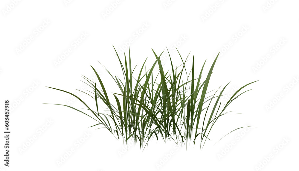 Fototapete Bunches of grass on a transparent background. 3D rendering.	