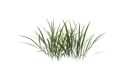 Bunches of grass on a transparent background. 3D rendering.	