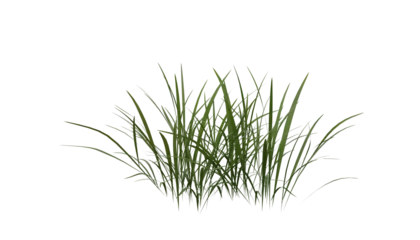 Papier Peint photo Autocollant Herbe Bunches of grass on a transparent background. 3D rendering. 