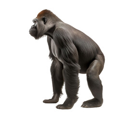 Side view of animal gorilla standing on a transparent background, Generative ai