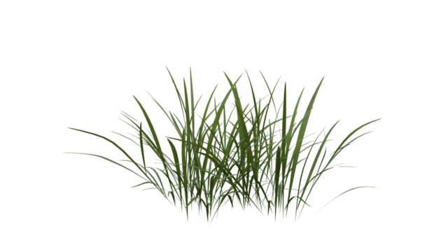 Bunches of grass on a transparent background. 3D rendering.	