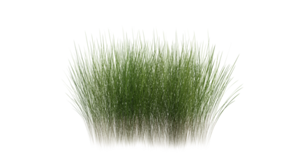 Bunches of grass on a transparent background. 3D rendering.	