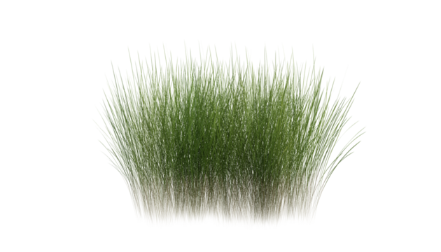 Bunches of grass on a transparent background. 3D rendering.	