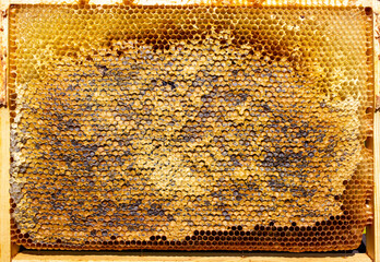 Close up of a honeycomb taken out of a hive.