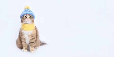 Ukrainian Cat. Cat in a blue knitted hat and a yellow knitted scarf. Colors of Ukraine. Clothing for animal. Studio shot of Kitten in festive outfit. Web banner. Kitten dressed in a knitted outfit