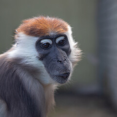 Close up front portrait of white collared mangabey
