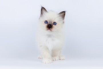 Sacred Birman Cat, birma kitten on a white background