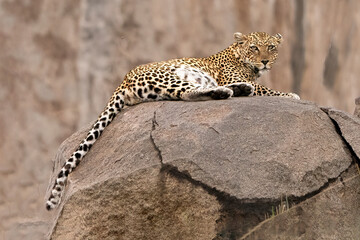 African Leopard lying on a rock