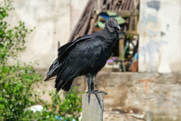 Close up black vulture urubu standing on the branch with isolated background.