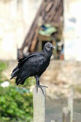 Close up black vulture urubu standing on the branch with isolated background.