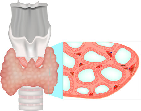 Structure of the thyroid gland. Histological structure. Thryoid follicle thyroid or epithelial cells or thyrocytes
