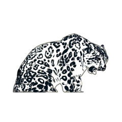  color sketch of leopard with transparent background