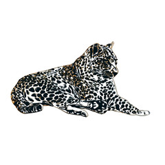  color sketch of leopard with transparent background