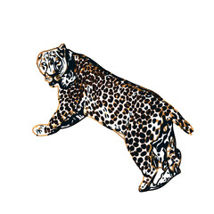 color sketch of leopard with transparent background