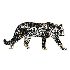  color sketch of leopard with transparent background