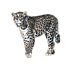  color sketch of leopard with transparent background