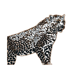  color sketch of leopard with transparent background
