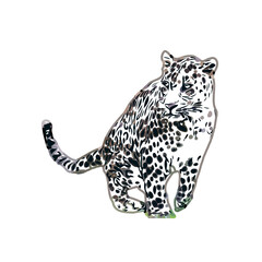  color sketch of leopard with transparent background