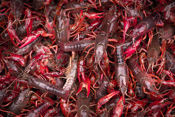 Pile of Crawfish Waiting to be Cooked