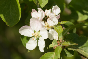 The apple tree in bloom. Apple blossom flowers in a spring orchard