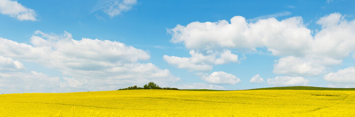 Large panorama of landscape with field of yellow flowers under a beautiful blue sky with white clouds
