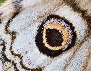 Kleine Nachtpfauenauge (Saturnia pavonia) Augenfleck