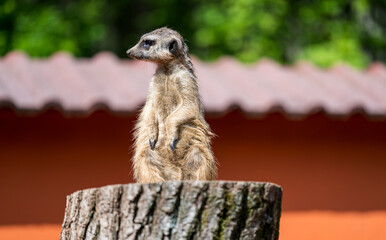 Suricatta stands on a wooden trunk and guards