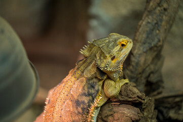 Pogona vitticeps lies on old dry trunk