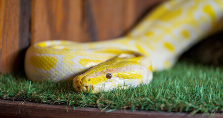 Detail of the head of yellow Python regius