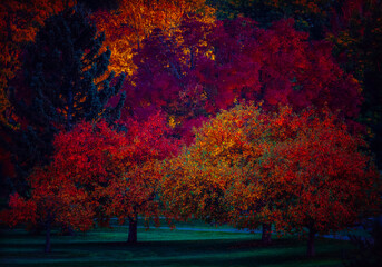 Deciduous trees in Southmoor Park in Denver, CO in full autumn bloom and color
