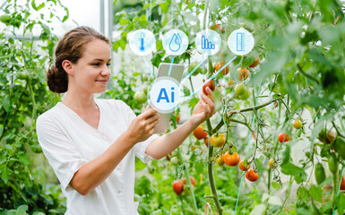 Artificial intelligence technologies in agriculture, smart farming, tomatoes greenhouse.