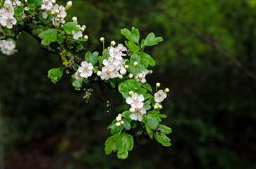 Flowering hawthorn bush in spring