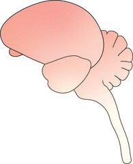 Passerine Brain: Gross Avian Brain Anatomy (Cerebrum, Midbrain, Cerebellum, and Brainstem)