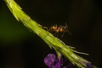 Ant marching down a flowering stalk
