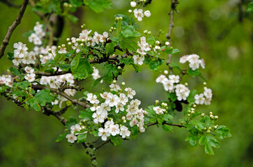 Flowering hawthorn bush in spring