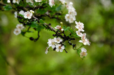 Flowering hawthorn bush in spring