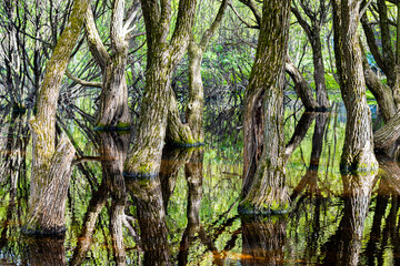 tree trunks growing in the water in the forest